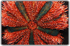 Red Royal Urchin
